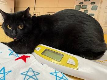 STILTS -  Domestic Short Hair Cat for Adoption in Colorado Springs, Colorado - STILTS | PetCurious
