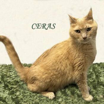 Domestic Short Hair Cats Available for Adoption - Ceras 0314 | PetCurious