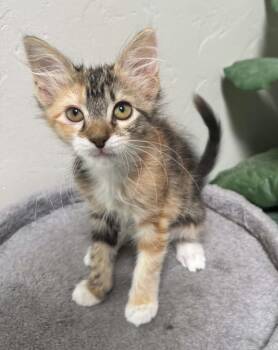 CJ Cregg -  Domestic Medium Hair Cat for Adoption in Tucson, Arizona - CJ Cregg | PetCurious