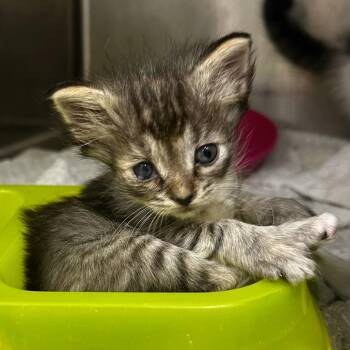 Frisco -  Domestic Short Hair Cat for Adoption in Warrensburg, Missouri - Frisco | PetCurious