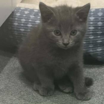 Zoey C11550 -  Domestic Short Hair Cat for Adoption - Zoey C11550 | PetCurious