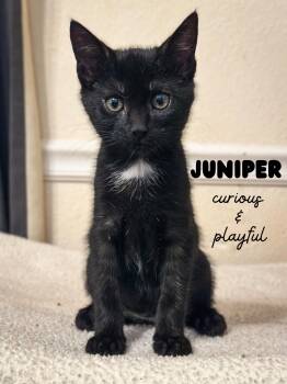 Domestic Short Hair Cats Available for Adoption in Sonora, California - Juniper | PetCurious