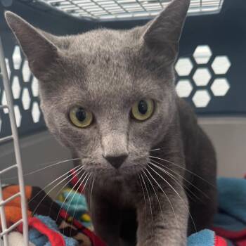 Smoke -  Domestic Short Hair Cat for Adoption in Lakewood, Colorado - Smoke | PetCurious