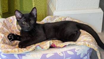 CHRONOS -  Domestic Short Hair Cat for Adoption in Burbank, California - CHRONOS | PetCurious