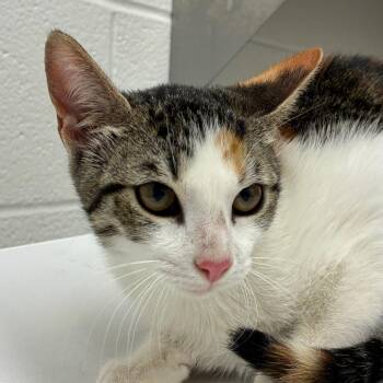 Domestic Short Hair Cats Available for Adoption - Tamagotchi | PetCurious