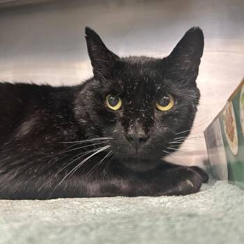 Elwood -  Domestic Medium Hair Cat for Adoption in Charleston, West Virginia - Elwood | PetCurious