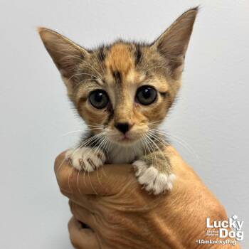Lillyanne -  Domestic Short Hair Cat for Adoption in Washington, District Of Columbia - Lillyanne | PetCurious