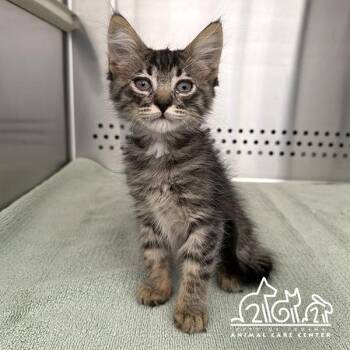 METEOR -  Domestic Short Hair Cat for Adoption in Irvine, California - METEOR | PetCurious