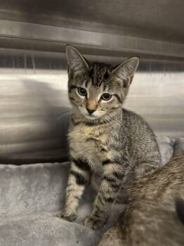 Bianca -  Domestic Short Hair Cat for Adoption in Hilton Head Island, South Carolina - Bianca | PetCurious