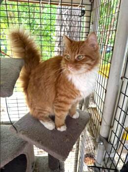 Midas -  Domestic Medium Hair Cat Available for Adoption in Lewiston, Idaho - Midas | PetCurious