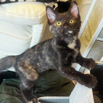 Rescue Domestic Short Hair Cats for Adoption in Los Angeles, California - Saffron | PetCurious