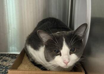 Tobi -  Domestic Short Hair Cat for Adoption - Tobi | PetCurious