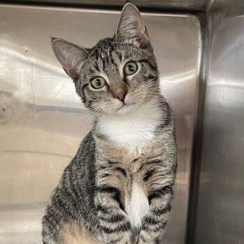 Rescue Domestic Short Hair Cats for Adoption in Hawthorne, California - Furronica | PetCurious