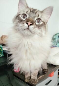 Norwegian Forest Cat and Ragdoll Cats Available for Adoption in Terrell, Texas - Koda Bear | PetCurious