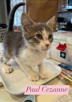 Domestic Short Hair and Tabby Cats Available for Adoption in Houston, Texas - Paul Cezanne | PetCurious