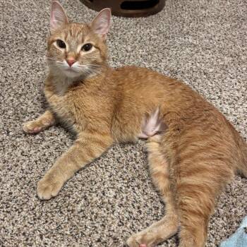 Domestic Short Hair Cats Available for Adoption in Renton, Washington - Nala | PetCurious