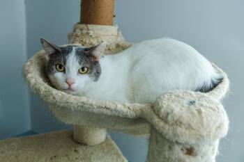 Jasper -  Domestic Short Hair Cat for Adoption in Chester Springs, Pennsylvania - Jasper | PetCurious