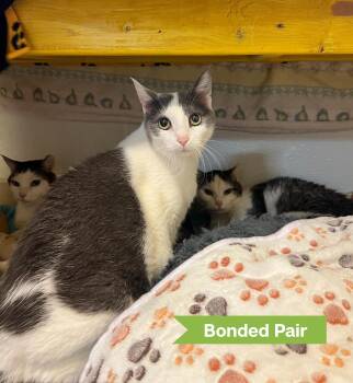 Rescue Domestic Short Hair Cats for Adoption in Reisterstown, Maryland - Skittles (bonded With Squash And Squish) | PetCurious