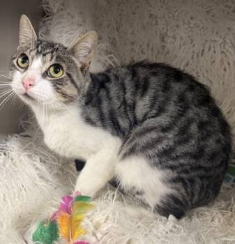 Paper -  Domestic Short Hair Cat for Adoption in Conway, South Carolina - Paper | PetCurious