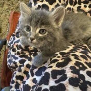 Fezco -  Domestic Long Hair Cat for Adoption in Phoenix, Arizona - Fezco | PetCurious