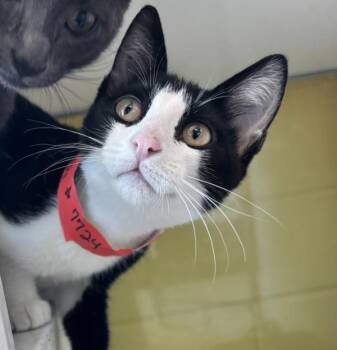 Endy -  Domestic Short Hair Cat for Adoption in Golden, Colorado - Endy | PetCurious