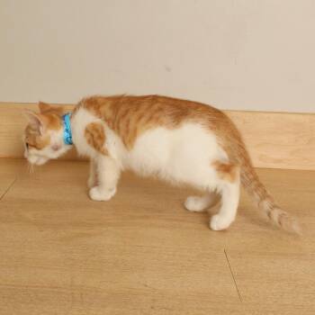 Peas & Carrots C70781 -  Domestic Short Hair Cat for Adoption in Minnetonka, Minnesota - Peas & Carrots C70781 | PetCurious