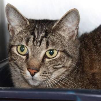 Ermine -  Domestic Short Hair Cat for Adoption in Richmond, Virginia - Ermine | PetCurious