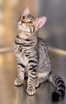 Helios -  Domestic Short Hair Cat for Adoption in Scottsdale, Arizona - Helios | PetCurious
