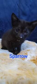 Sparrow -  Domestic Short Hair Cat for Adoption in Yuma, Arizona - Sparrow | PetCurious