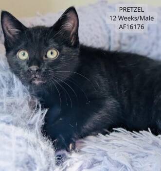 Pretzel -  Domestic Short Hair Cat for Adoption - Pretzel | PetCurious