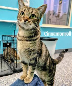 Domestic Short Hair Cats Available for Adoption in Magnolia, Texas - Cinnamonroll | PetCurious