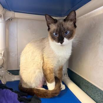 Gloria -  Domestic Short Hair Cat for Adoption - Gloria | PetCurious