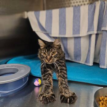 Man-Man -  Domestic Long Hair Cat for Adoption in Warwick, Rhode Island - Man-Man | PetCurious