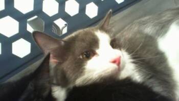 A1270499 -  Domestic Short Hair Cat for Adoption in Charlotte, North Carolina - A1270499 | PetCurious