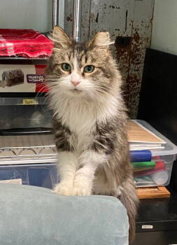 Rescue Domestic Long Hair and Tabby Cats for Adoption in Dublin, Ohio - Irulan | PetCurious