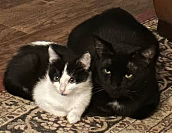 Rescue Domestic Short Hair Cats for Adoption in Burlington, Washington - Orion | PetCurious