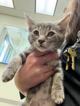 Rescue Domestic Short Hair Cats for Adoption in Disputanta, Virginia - Swift | PetCurious