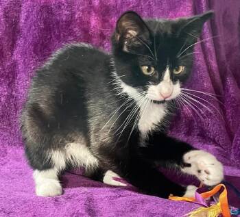 Mark Anthony -  Domestic Medium Hair Cat for Adoption in Kalama, Washington - Mark Anthony | PetCurious