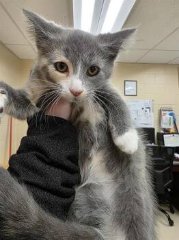 Rescue Domestic Short Hair Cats for Adoption in Aliquippa, Pennsylvania - CHIMERA | PetCurious