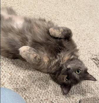 Rumours: Stevie Nicks -  Domestic Medium Hair and Domestic Short Hair Cat for Adoption - Rumours: Stevie Nicks | PetCurious