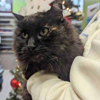 Domestic Long Hair Cats Available for Adoption in Newark, New Jersey - Sizzly | PetCurious