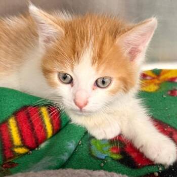 Domestic Medium Hair Cats Available for Adoption in Evansville, Indiana - Zander | PetCurious