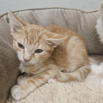 Queijadas -  Domestic Short Hair Cat for Adoption in Fall River, Massachusetts - Queijadas | PetCurious