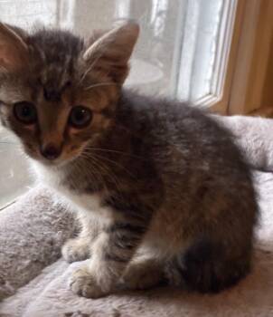 Rescue Domestic Short Hair Cats for Adoption in West Hollywood, California - Arlo | PetCurious