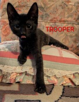 Trooper -  Domestic Short Hair and Siamese Cat for Adoption in Sacramento, California - Trooper | PetCurious