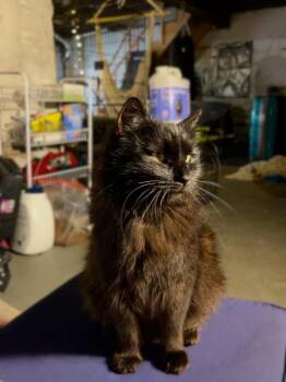 Berries -  Domestic Medium Hair Cat for Adoption in Evansville, Indiana - Berries | PetCurious