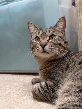 Domestic Short Hair Cats Available for Adoption - Ollie | PetCurious