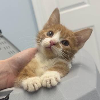 CREAMSICLE -  Domestic Short Hair Cat for Adoption in Hamilton Township, New Jersey - CREAMSICLE | PetCurious
