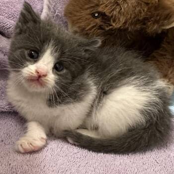 Ellie -  Domestic Short Hair Cat for Adoption in Grantsville, Utah - Ellie | PetCurious
