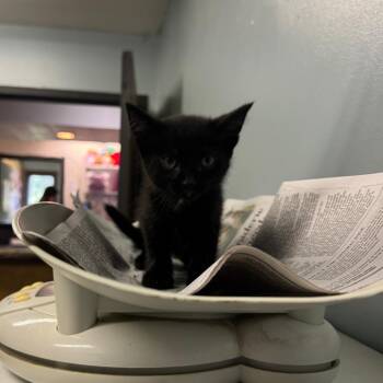 Enoki -  Domestic Short Hair Cat for Adoption in Columbia, Missouri - Enoki | PetCurious